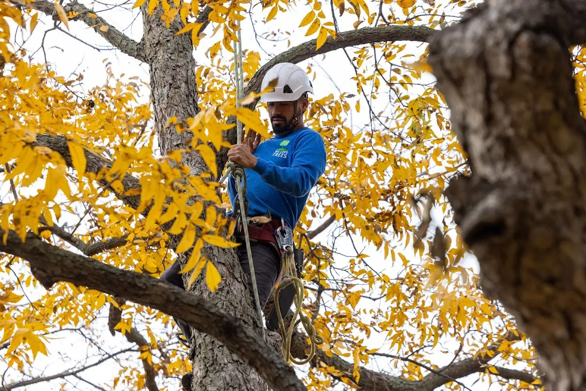 Skilled Tree Planing crew working in Mill Creek